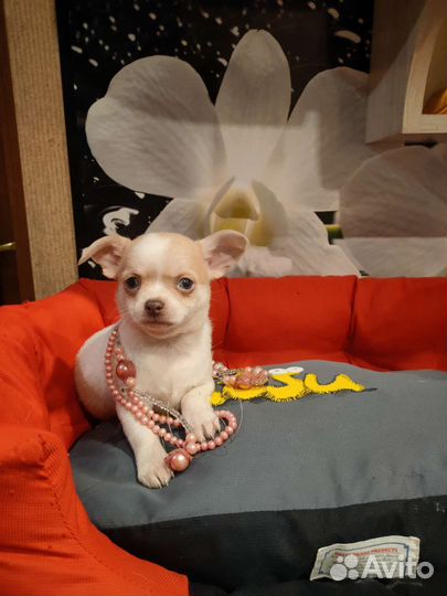 Девочка стандарт