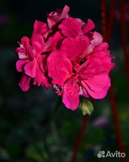 Герань пеларгония сортовая