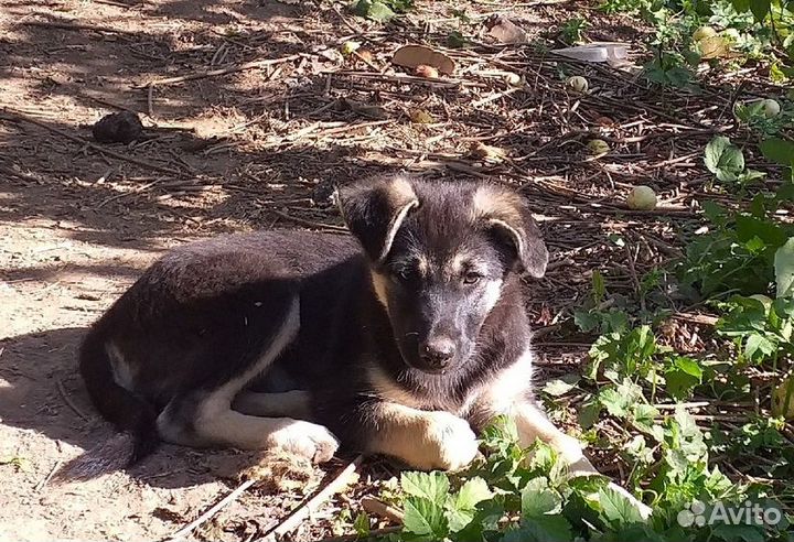 Щенки-девочки 3,5 месяца