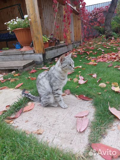 Молодая кошечка