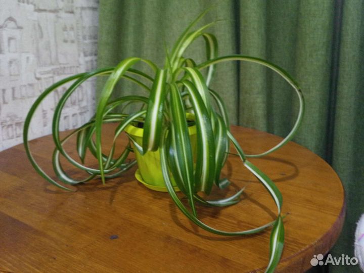 Хлорофитум кудрявый
