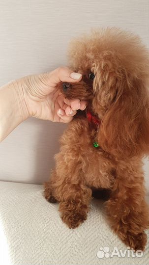 Вязка кобель тедди той-пудель