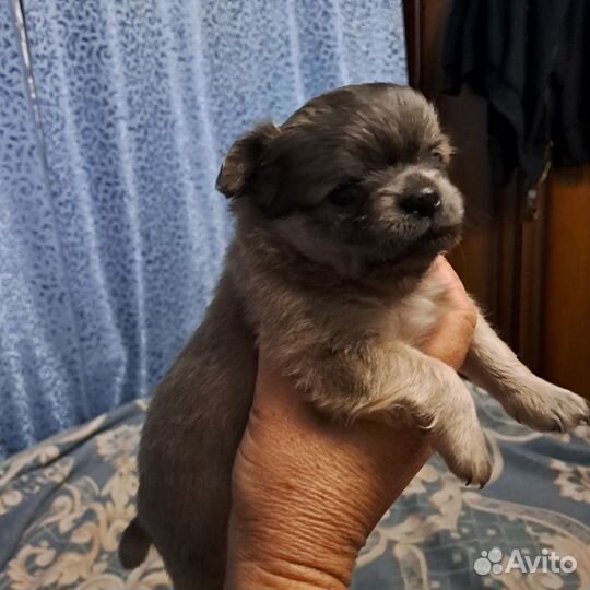 Чихуахуа девочки