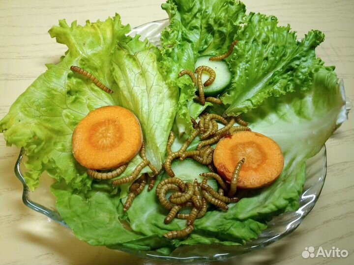 Кормовые насекомые