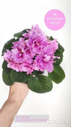 Фиалка сортовая детки