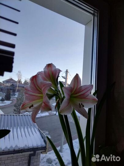 Гиппеаструм