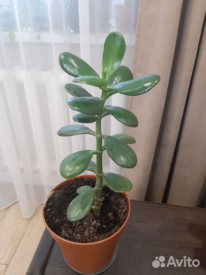 Толстянка (крассула)