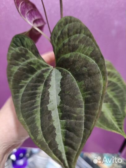 Диаскорея расписная