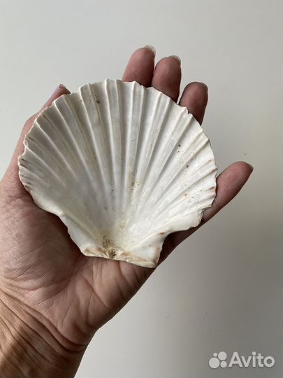 Ракушка морская большая