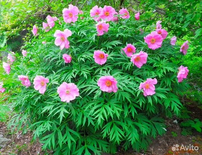 Марьин корень,пион уклоняющийся