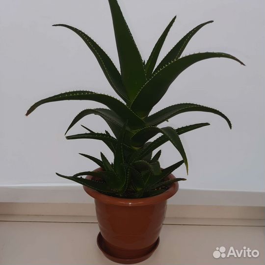 Алоэ сортовое декоративное