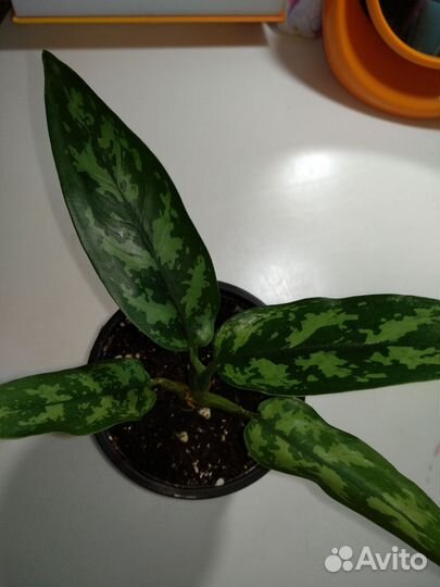 Комнатные цветы