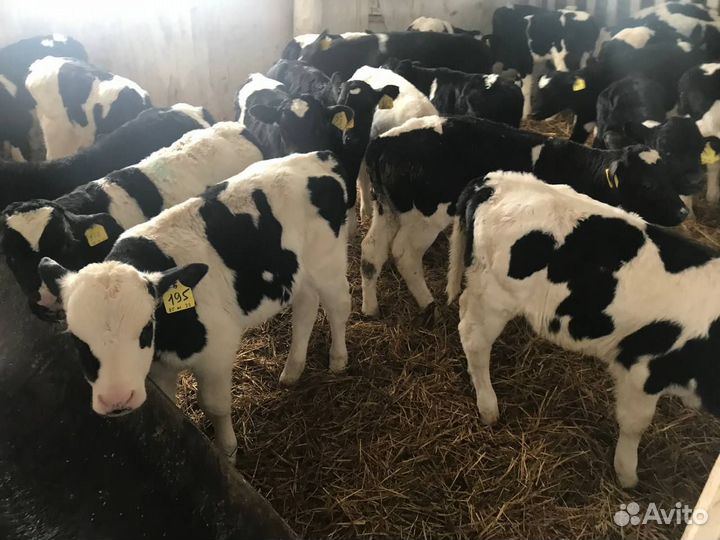 Телята крс, Бычки и Телки