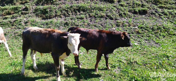 Телята симменталы