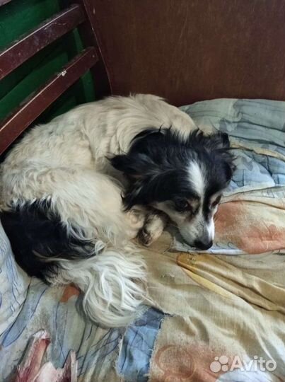 Собачки стерилизованные 1-2 года