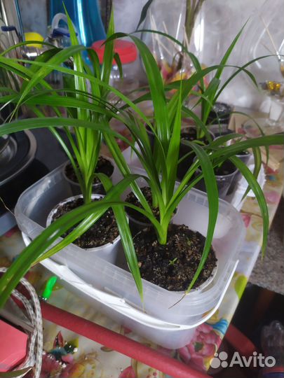 Панданус (винтовая пальма)