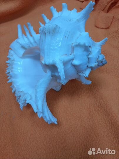 Ракушка Мурекс Ветвистый