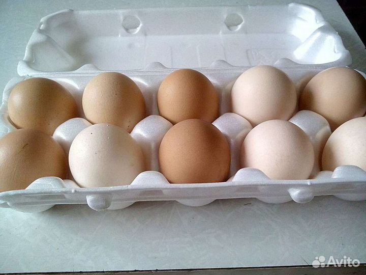 Домашние куриные яйца