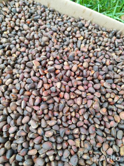 Орех кедровый