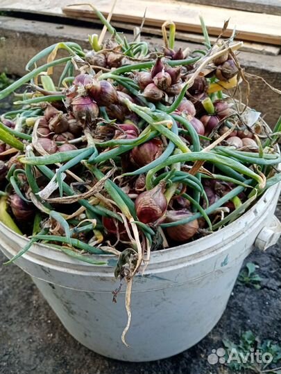 Лук многолетний, многоярусный