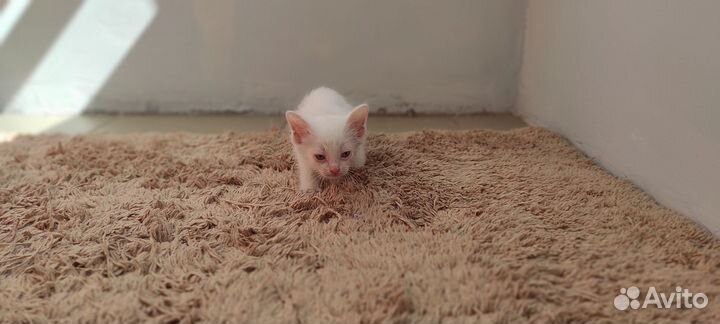 Котята в добрые руки бесплатно