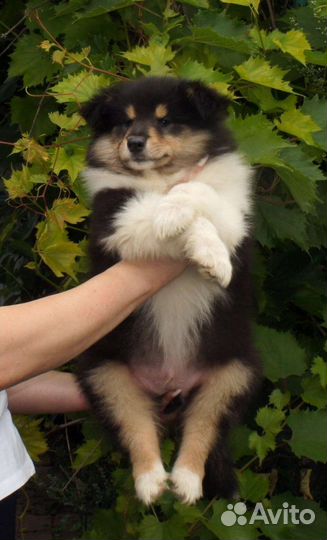 Щенок колли