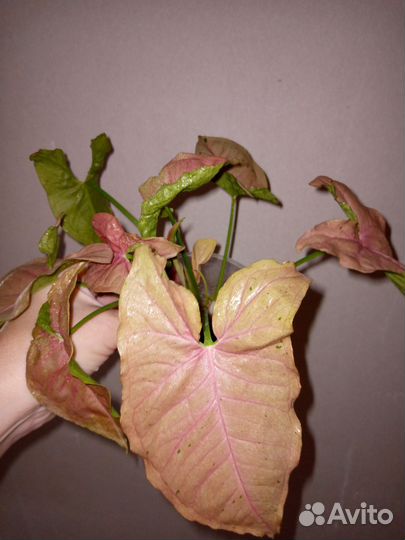 Комнатные растения цветы