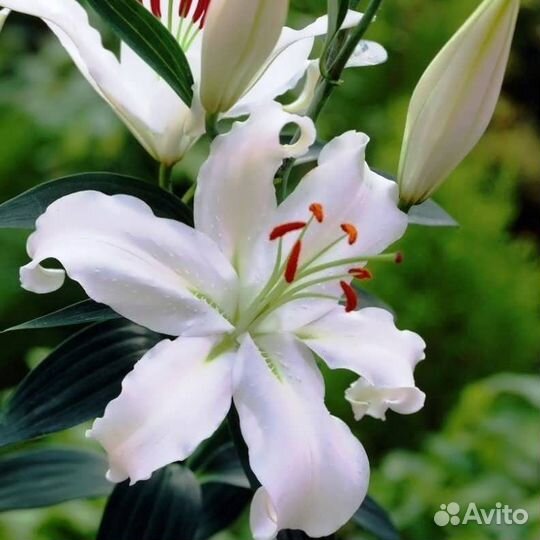 Гельветия (Helvetia) лилия (луковицы)