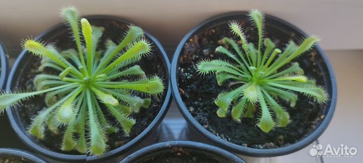 Росянка (спатулата,алисия,снидери,венуста,капская)