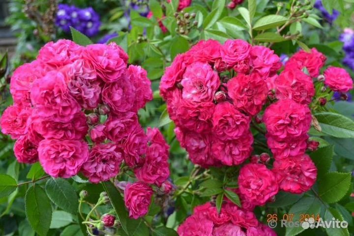 Саженцы мускусных роз Dinky/Динки