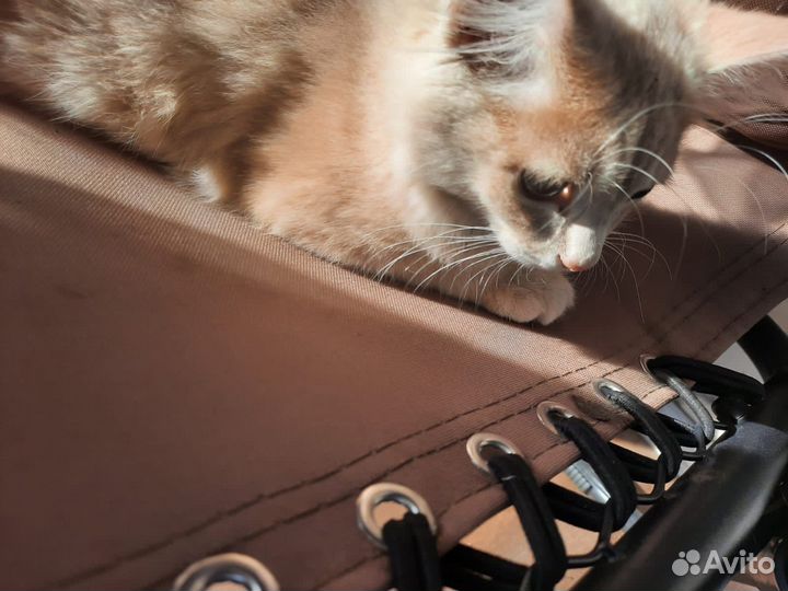Уличная кошка