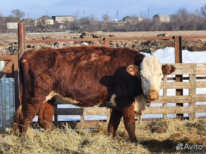 Продается телочки