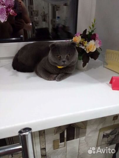 Британский вислоухий кот вязка