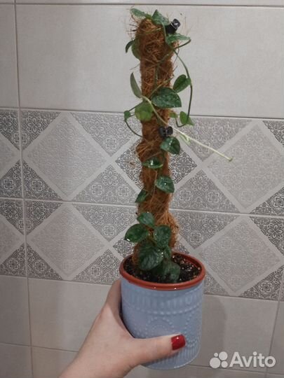 Монстера дубиа