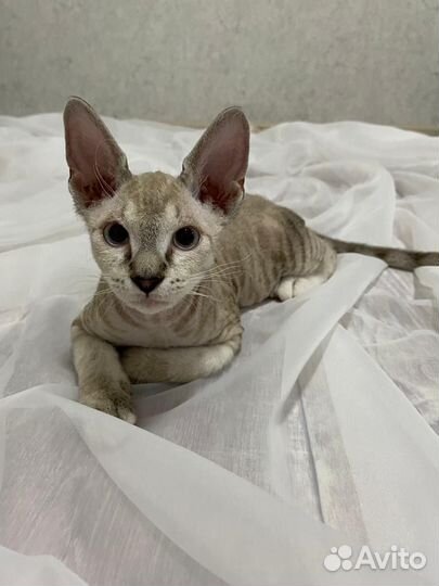 Канадский сфинкс