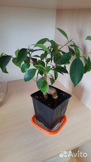 Фикус микрокарпа бонсай