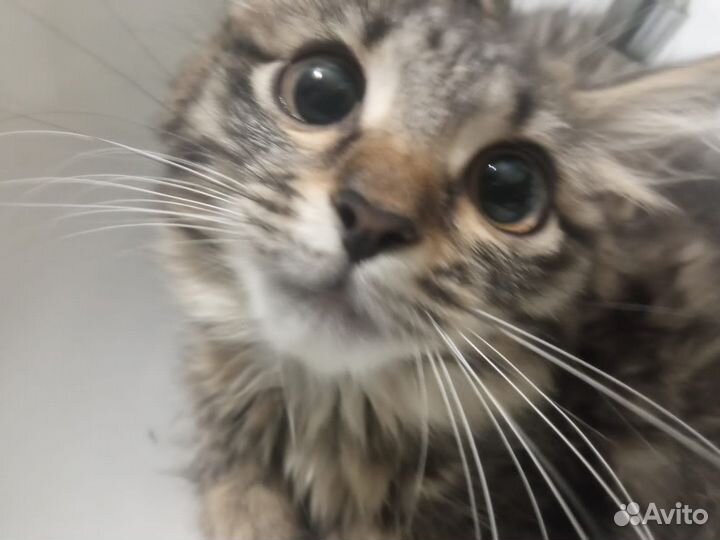 Отдам котят