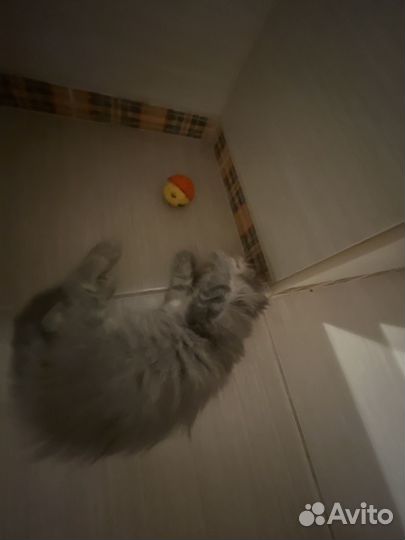 Котенок