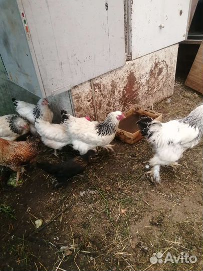 Куры брама