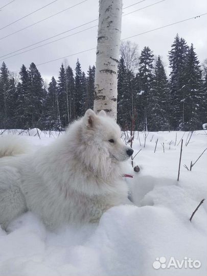 Вязка самоед