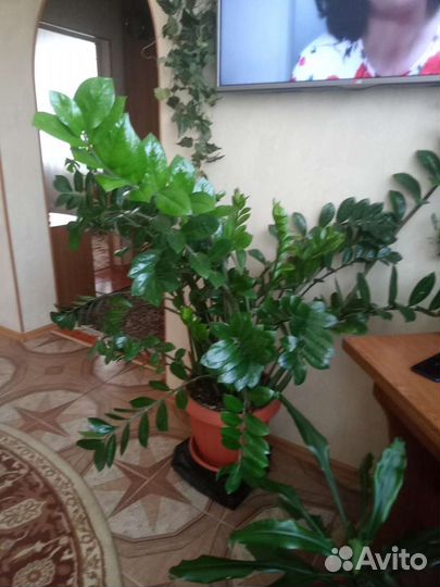 Замиокулькас