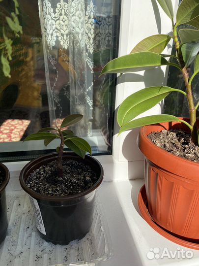 Фикус кустовой