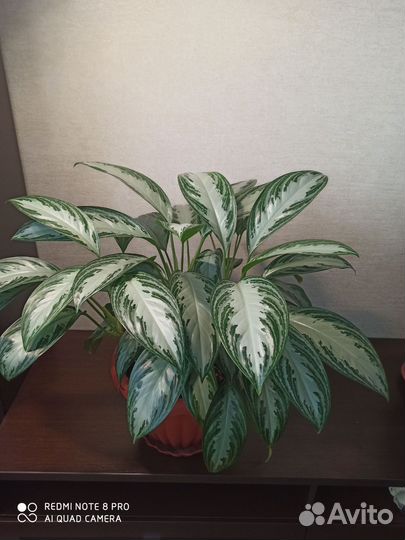 Аглаонема сильвер бей
