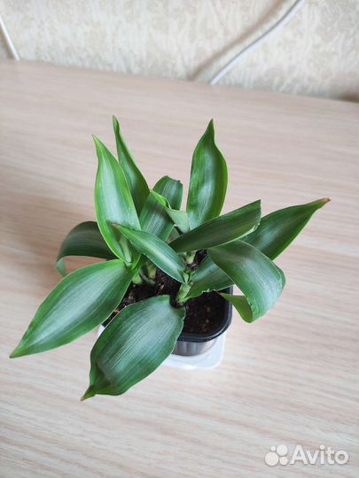 Комнатные растения. Часть 1