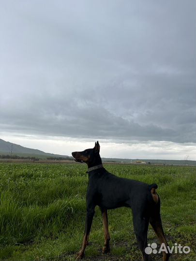 Доберман вязка