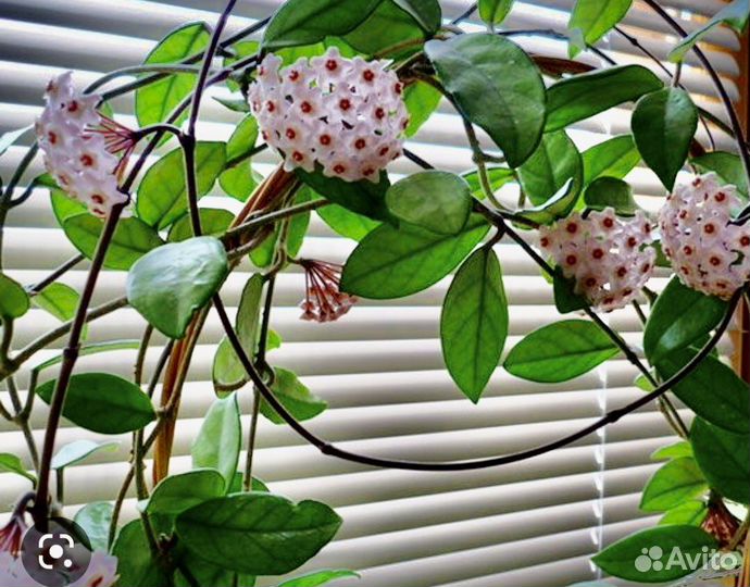 Хойя (восковый плющ)