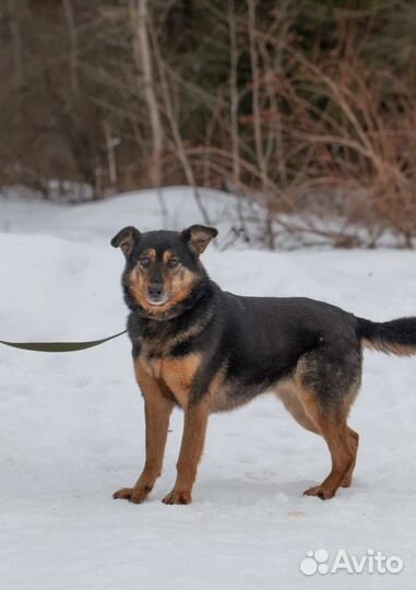 Бывшедомашняя Зита грустит в приюте