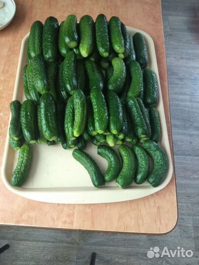 Огурцы маринованные домашние