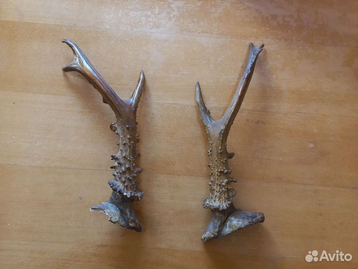 Рога косули