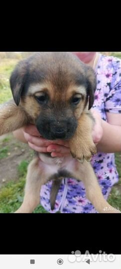 Двортерьер